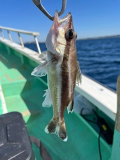 アラの釣果