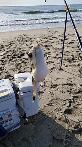 クサフグの釣果