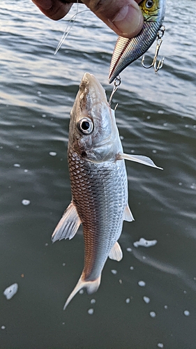 ニゴイの釣果