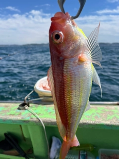 イトヨリダイの釣果