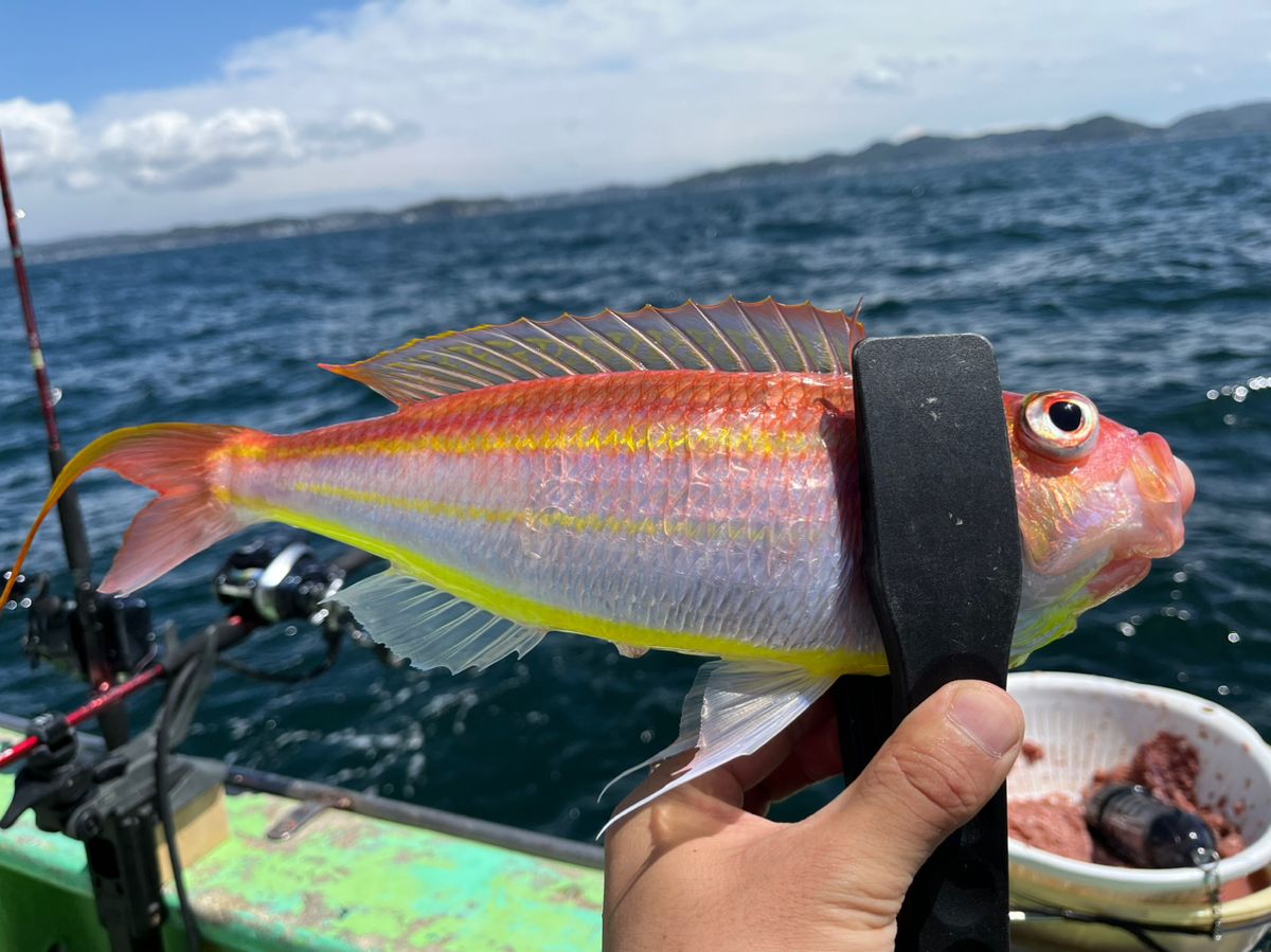 なりたなおとさんの釣果 2枚目の画像