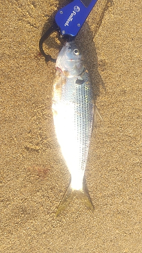 コノシロの釣果