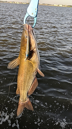 アメリカナマズの釣果