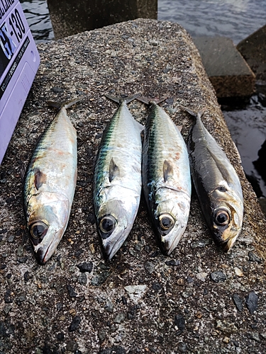 サバの釣果