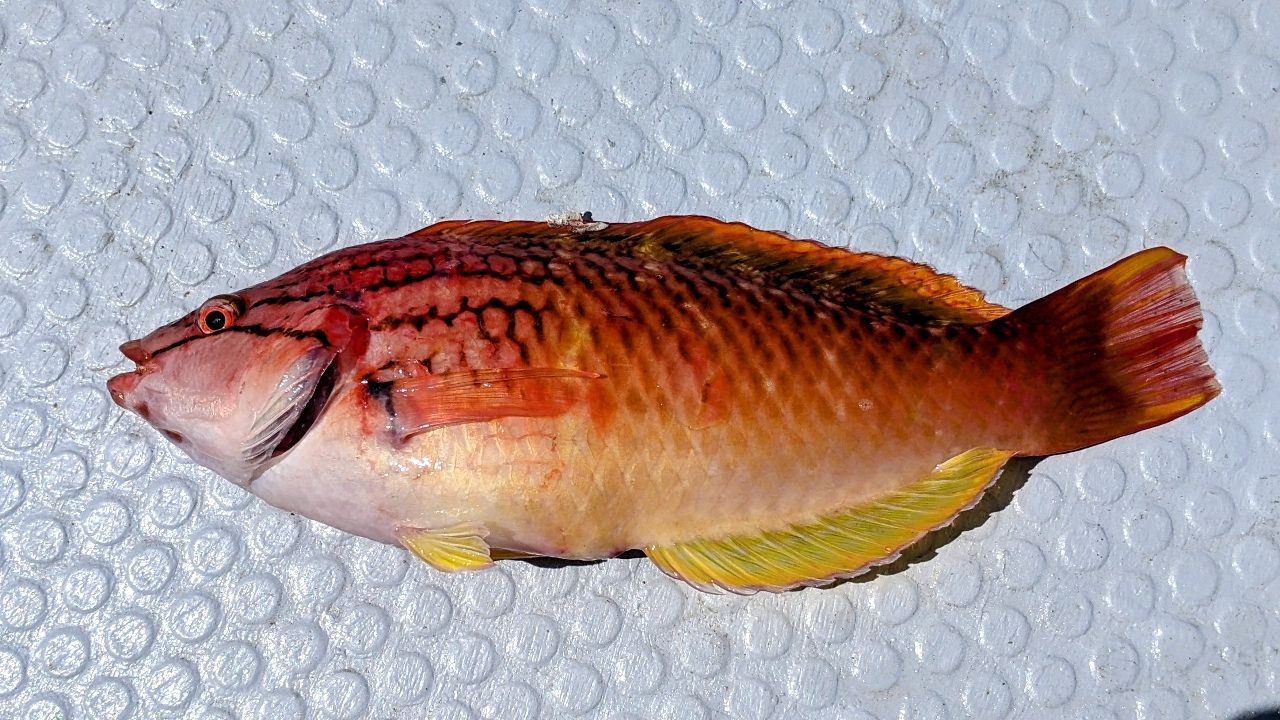 アカササノハベラ