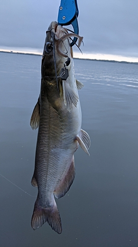 アメリカナマズの釣果