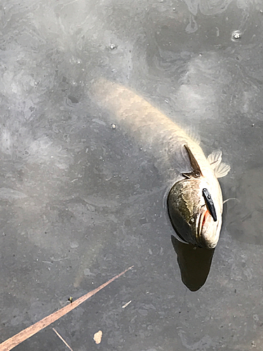 ライギョの釣果