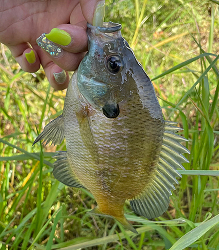 ブラックバスの釣果