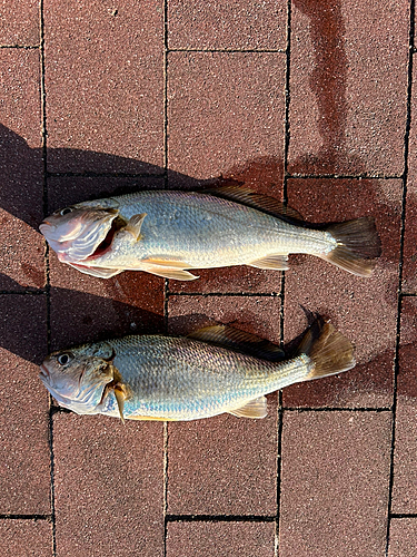 イシモチの釣果