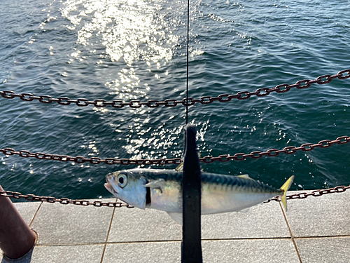 サバの釣果