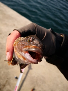 アイナメの釣果