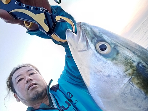 フクラギの釣果