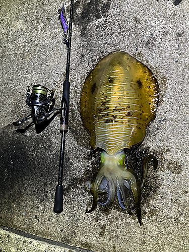 アオリイカの釣果