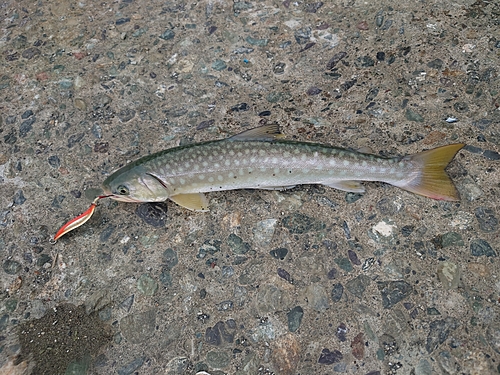 アメマスの釣果