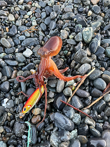 タコの釣果