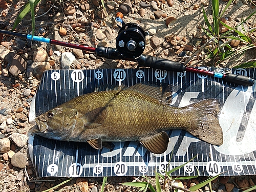 スモールマウスバスの釣果