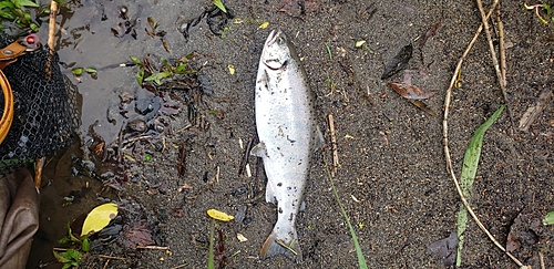 アマゴの釣果