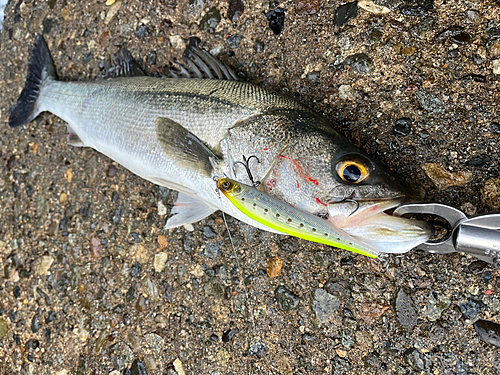 シーバスの釣果