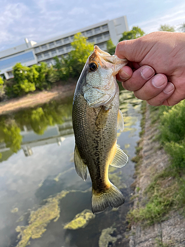 ラージマウスバスの釣果