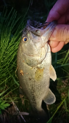 ラージマウスバスの釣果