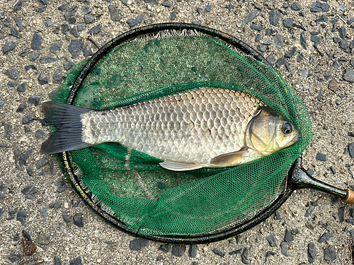 ヘラブナの釣果