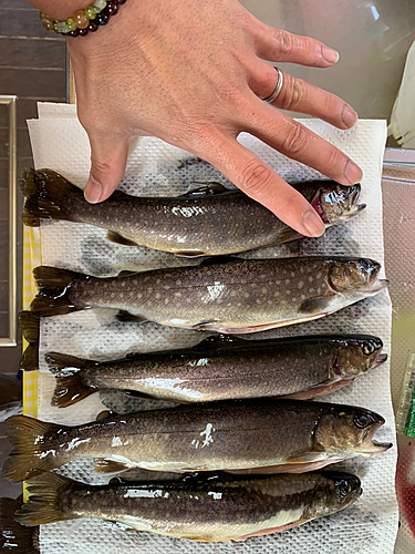 イワナの釣果