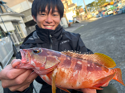 アカハタの釣果