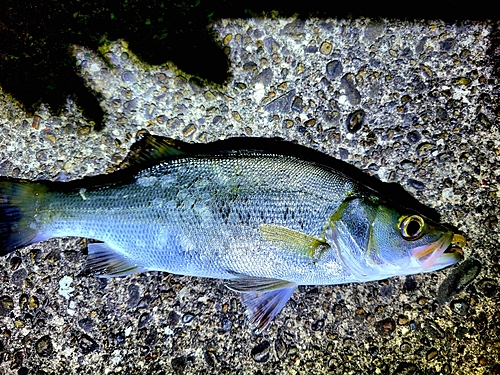 セイゴ（マルスズキ）の釣果