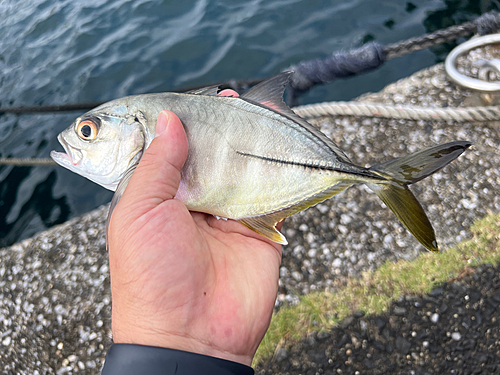 ギンガメアジの釣果