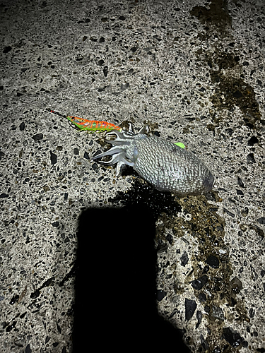 シリヤケイカの釣果