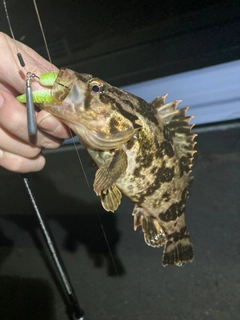 タケノコメバルの釣果