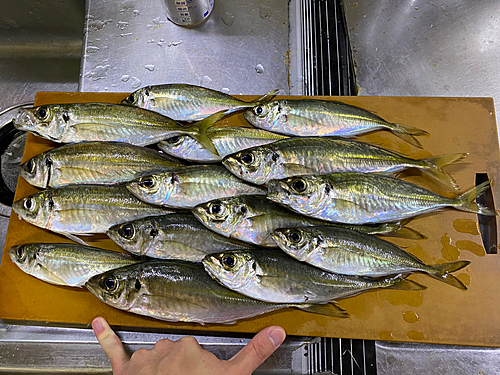 アジの釣果