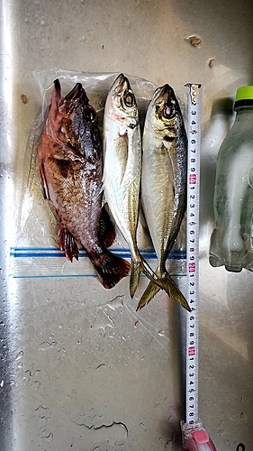 アジの釣果