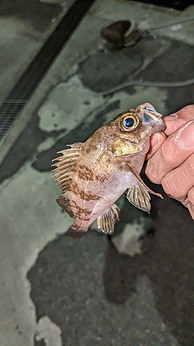 メバルの釣果