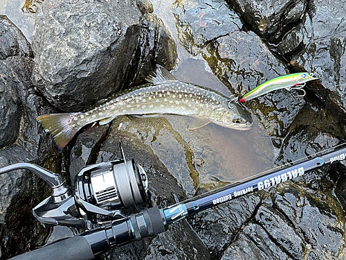 アメマスの釣果