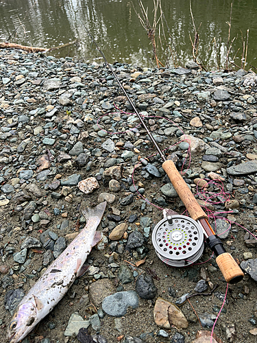 レインボートラウトの釣果