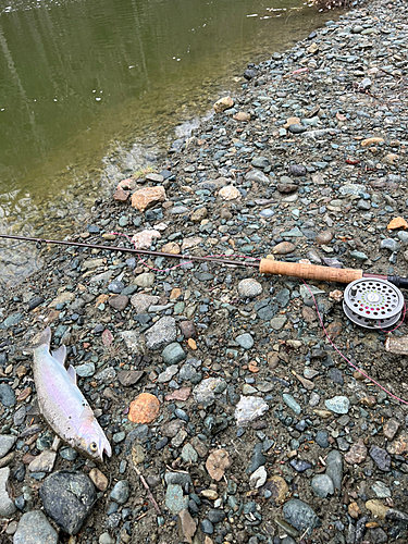 レインボートラウトの釣果