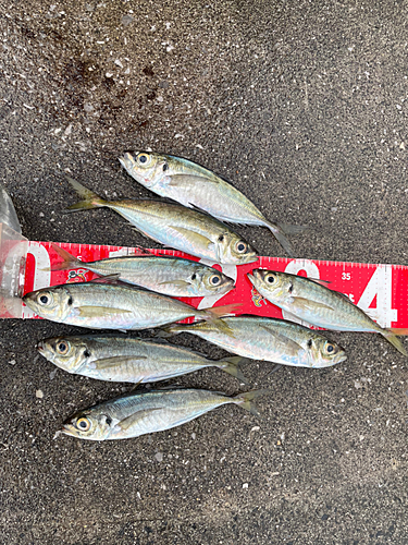 アジの釣果