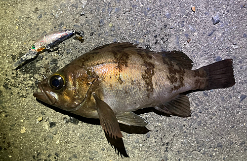 メバルの釣果