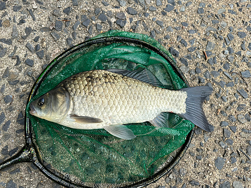 ヘラブナの釣果