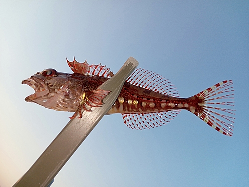 ハゼの釣果