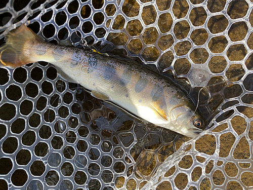 ヤマメの釣果