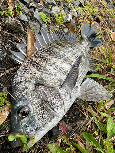 チヌの釣果