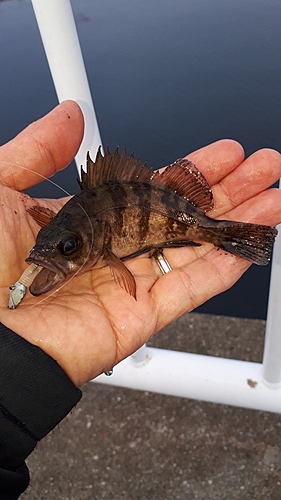 メバルの釣果