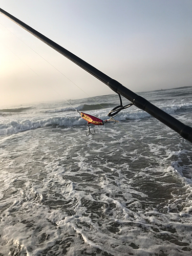 ウシノシタの釣果