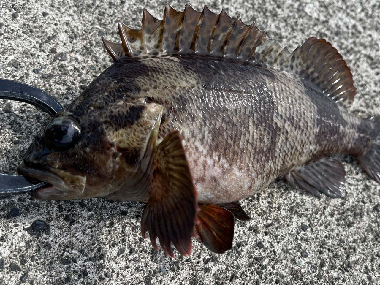 タケノコメバル