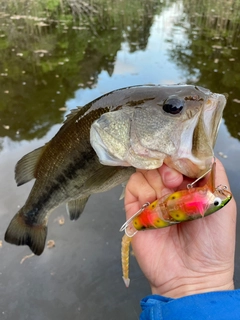 ブラックバスの釣果