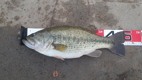 ラージマウスバスの釣果