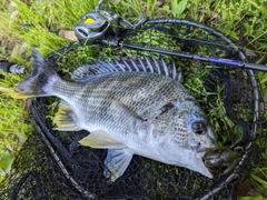 キビレの釣果