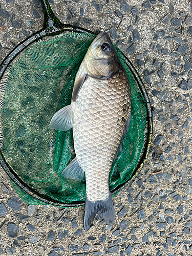 ヘラブナの釣果